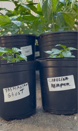 Pepper Plants - HomeGrown