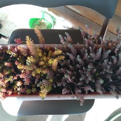 Large Long Tray With Sedums And Succulents. 