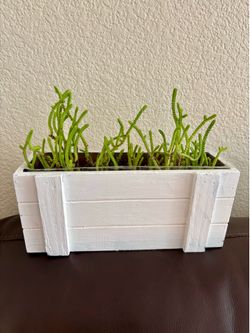 Spiral Succulent Arrangement in Wooden Planter