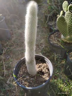 Triple old man cactus plant