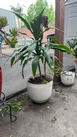 Plants