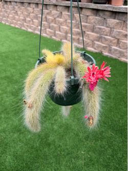 Monkey tail cactus