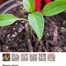 Chili Piquin Plants