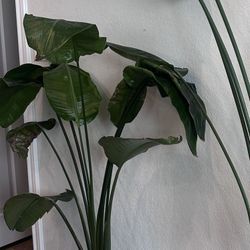4ft Real Birds Of Paradise With Pot