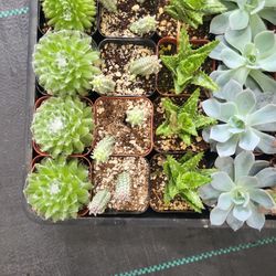  Succulents In a 2in Pot