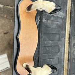 Gemsbok Coat rack  Hoof Taxidermy Mount 