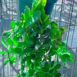 Trailing Jade Plant