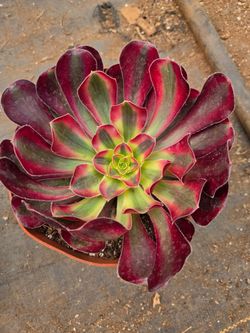 Succulenta