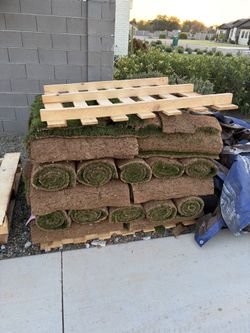 500sqft overseeded midiorn Sod Grass