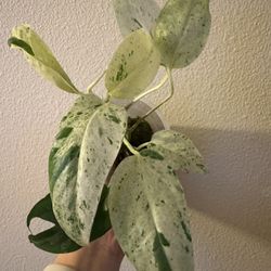 Epipremnum Pinnatum Marble Variegated | Rare Plants | Rooted E1