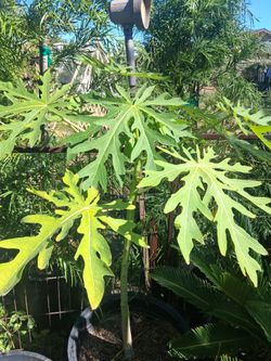 Papaya tree