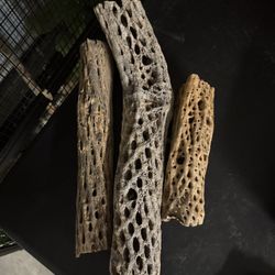 Reptile Cholla Wood
