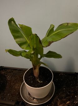 Super dwarf Banana plant