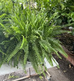 HOME PLANTS- SPECIAL PRICE BOSTON FERN