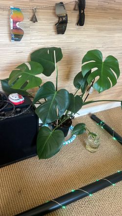 Monstera Plant 