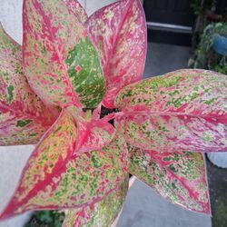 RARE. Aglonema YAN HUO Plant $38