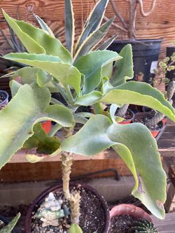 Kalanchoe beharensis