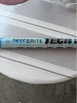 Reef bright