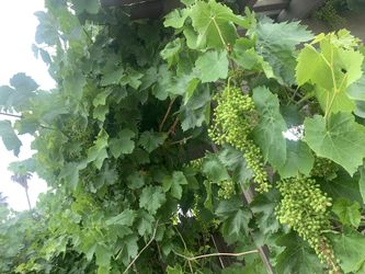 Green Grape Vines