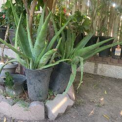 Aloe Vera Plant 