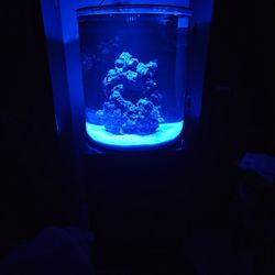 Salt Water Tank
