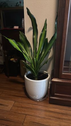 fresh oxygen beautiful green plant with white pot