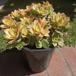 Suculent Plant Kiwi 
