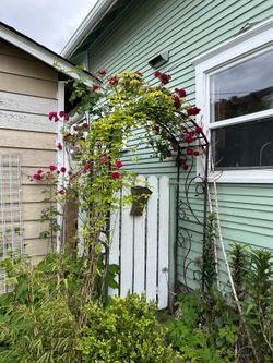 Instant roses arbor