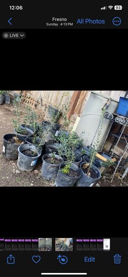 Olive Trees, 1 Foot Tall $10 Each