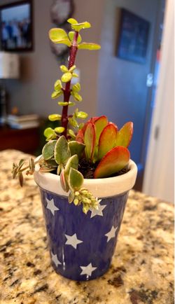 Super Cute Small 4th of July Stars Pot Filled with 3 Live Succulent Plants