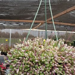 Hanging Baskets Assorted Succulents And Flowers 