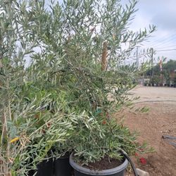 Olive Tree