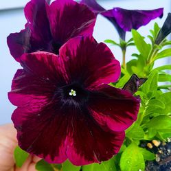 Rare Large Cosmic Purple Petunia Flower Plants! Several Colors Avaialble! 2026 Plants Are Available Now!
