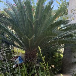 FREE, Very Large Sago Plant, FREE, You Dig It Out.