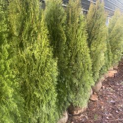 6ft Arborvitae Privacy Trees