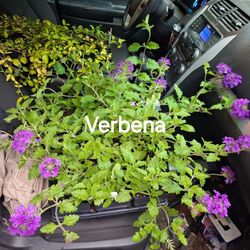 Verbena Homestead Purple 