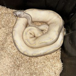 Selling My Ball Pythons And Boas