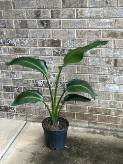 Healthy And Beautiful Bird Of Paradise Home Or Office 