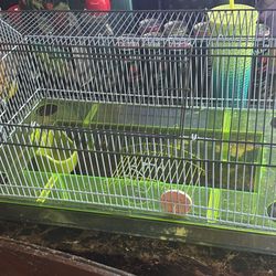 Hamster Or Rat 
