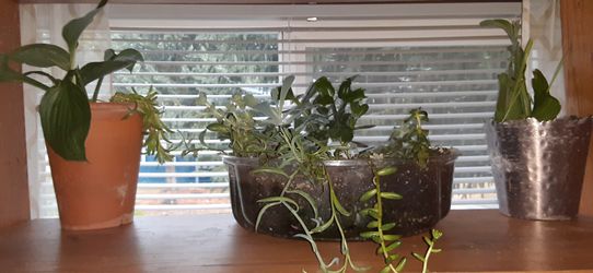 Assorted succulents 6 varieties in container.