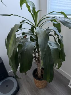  Live Tall Indoor Mass Cane Corn Plants With Rattan Planter 