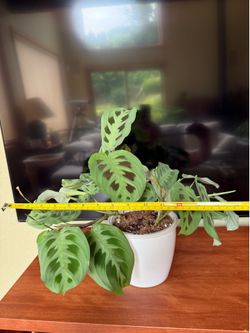 Flowering maranta (prayer plant)