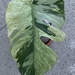 Monstera Jungle Mint