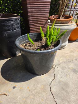 Asparagus Fern in Black Plastic Pot