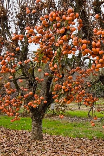 Fuyu Persimmons
