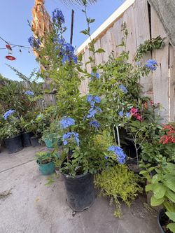 Plumbago Azul 
