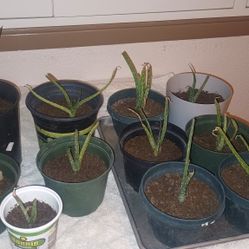 10 Aloe Vera Plants 