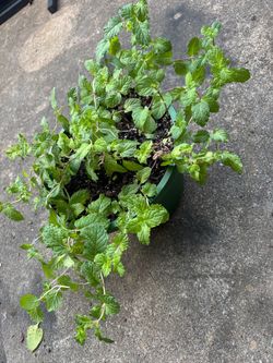 Menta planta