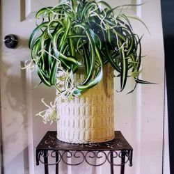 $39 Each Beautiful Plant 