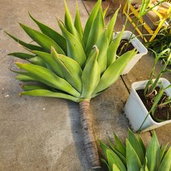 large foxtail agave (3 for $25)